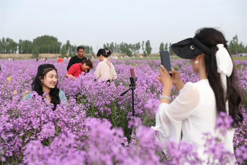 10萬余人次！太極莊首屆紫色油菜花節(jié)收官